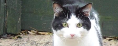 Cattery